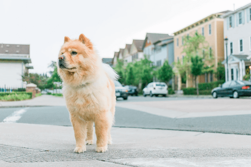 How Much Do Chow Chows Cost?