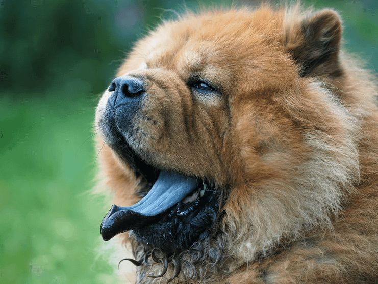 traits of a chow chow