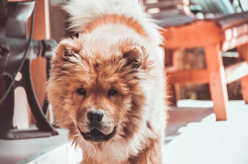 Fashion angry chow chow